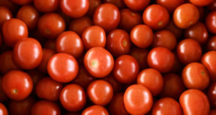 Rusya Tarım Bakanlığı’ndan Türkiye'den domates ithalatı kotasının artırılması önerisi